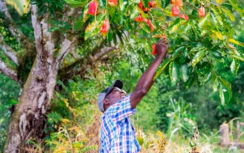 For Earth Day, Sandals Resorts Invites Guests To Plant 500 Food-Bearing Trees