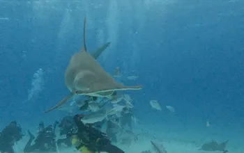 Diving with Great Hammerheads in Bimini, Bahamas