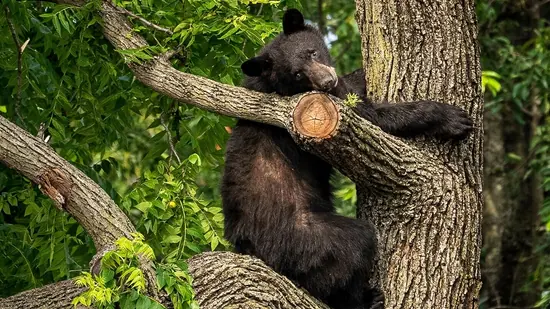 Terrifying video shows New Jersey couple's close encounter with black bear trying to break into their house