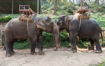 Major Travel Companies Continue Failing Animals