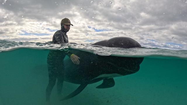 51 pilot whales die in Australia as officials race to save dozens of others in mass stranding