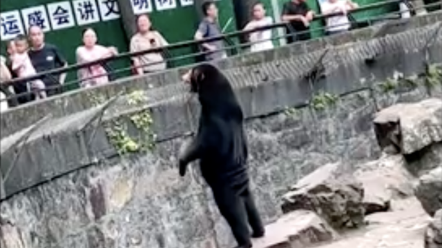 A zoo in China insists this is a bear, not a man in a bear suit