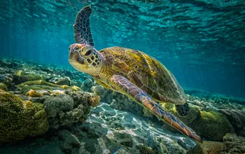 The Great Barrier Reef Stays Off UNESCO's Endangered List This Year