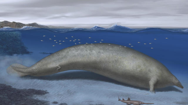 Newly discovered whale that lived almost 40 million years ago could be "heaviest animal ever," experts say