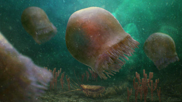 World's oldest known swimming jellyfish species found in "exceptional" fossils buried within Canada mountains