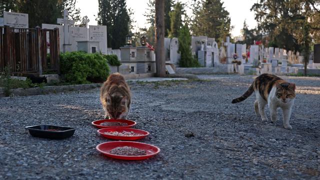 Cats in Cyprus treated with COVID medicine as virus kills thousands on island