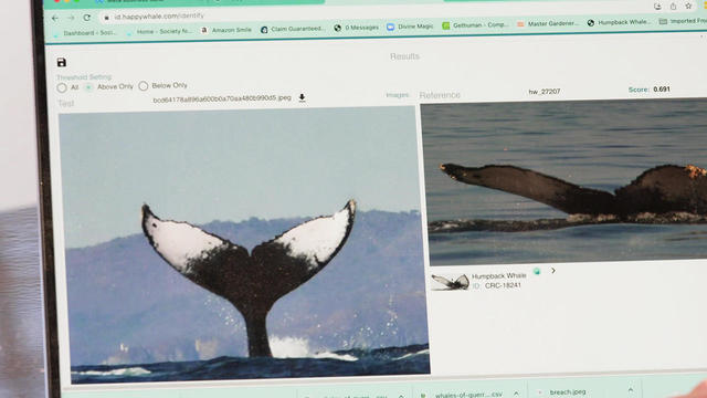 Facial recognition? How about tail recognition? Identifying individual humpback whales online