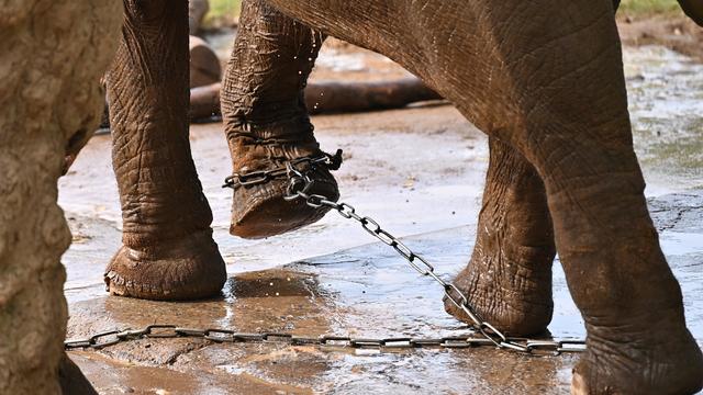 Activists campaign for shackled elderly zoo elephants to be released in Vietnam