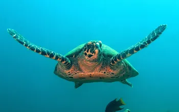 How to Help Endangered Sea Turtles When Visiting Panama