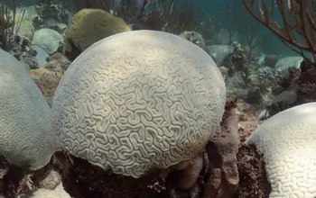 Unprecedented Coral Bleaching Disaster Unfolding Along Florida's Coast