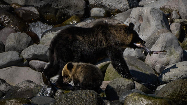 Hunters kill elusive "Ninja" bear that attacked at least 66 cows in Japan