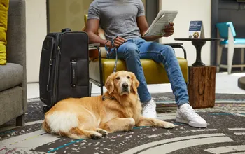 Hilton Hotel Brands To Give Canine Guests Free Food on International Dog Day