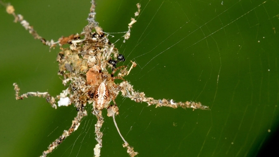 The art of deception! meet the amazing spiders in Philippines that build fake spiders out of trash