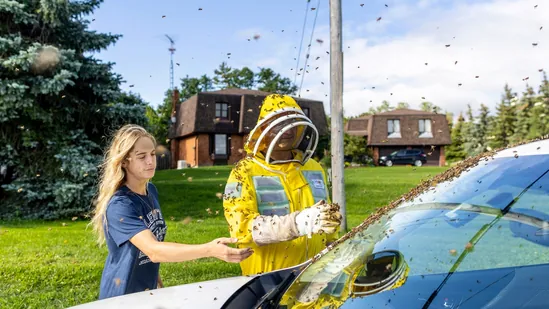 Truck spills 5 million bees near Toronto, drivers asked to keep windows closed