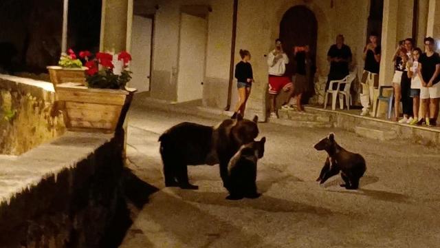 Mother bear with 2 cubs is shot dead, sparking outrage in Italy