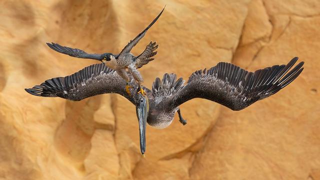 Dramatic shot of a falcon striking a pelican wins Bird Photographer of the Year top prize