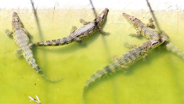 Dozens of crocodiles escape after heavy floods in Chinese city