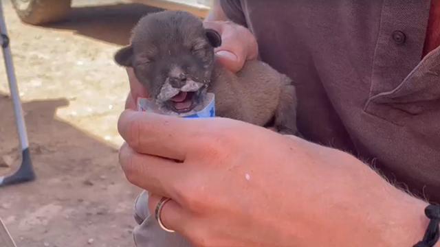 CBS News team covering the Morocco earthquake finds a tiny puppy alive in the rubble