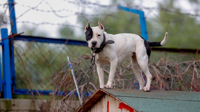 U.K. leader vows to ban American bully XL dogs after fatal attack: "Danger to our communities"