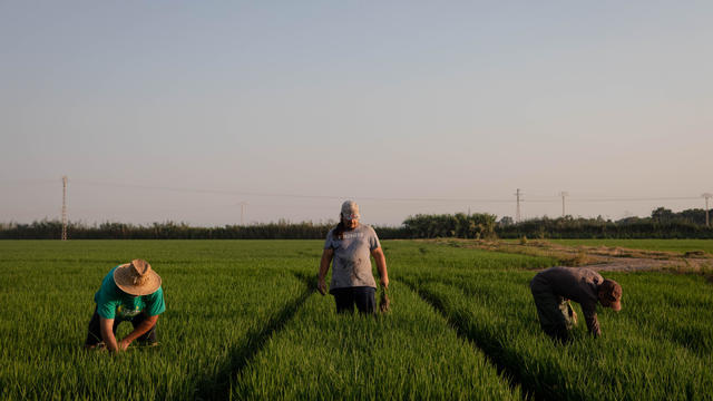 Spain hailstorm destroys nearly $43 million worth of crops as it hits nearly 100% of some farmers' harvests