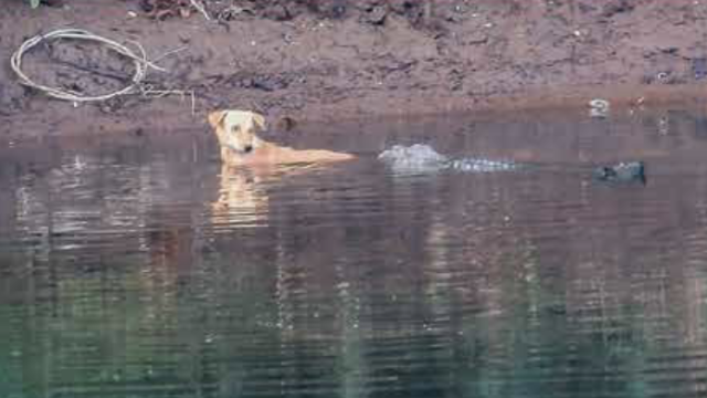 3 crocodiles "could have easily devoured" a stray dog in their river. They pushed it to safety instead.