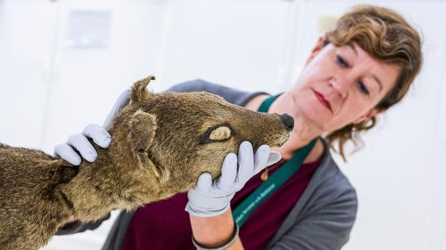 In a first, scientists recover RNA from an extinct species — the Tasmanian tiger