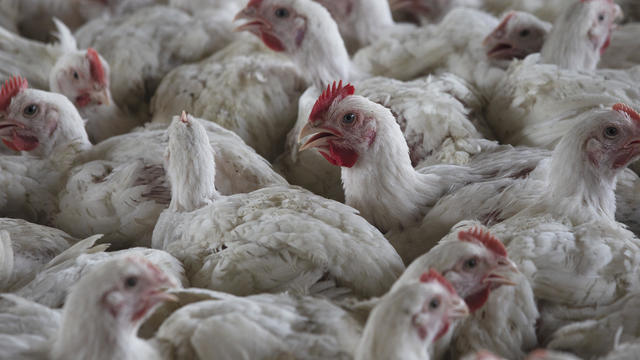 South Africa bird flu outbreaks see 7.5 million chickens culled, causing poultry and egg shortages