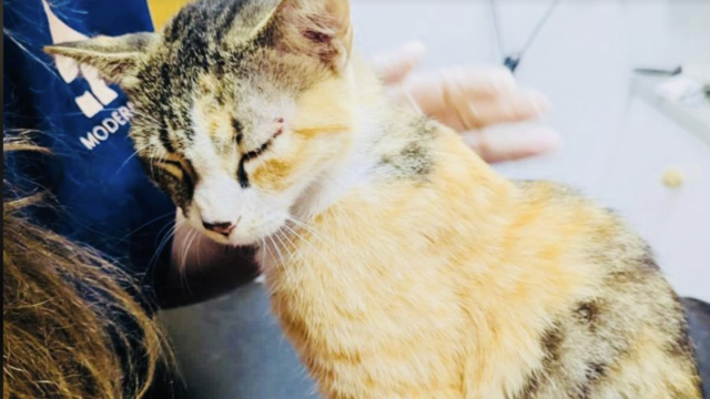 Animal lovers rush to the rescue after dozens of cats are left to die in Abu Dhabi desert