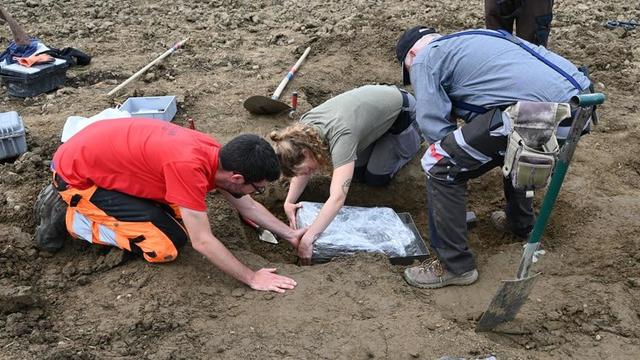 Man searching carrot field finds ancient gold and bronze jewelry — and multiple teeth