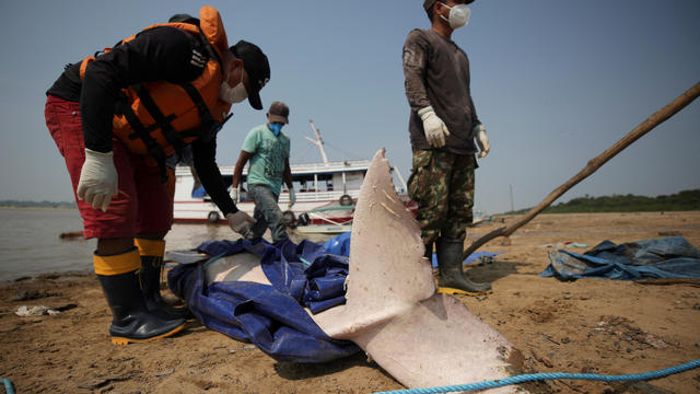 150 dolphins die in Amazon lake within a week as water temps surpass 100 degrees amid extreme drought