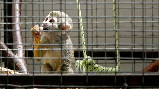 Ecuador's drug lords are building "narco-zoos" as status symbols. The animals are paying the price.