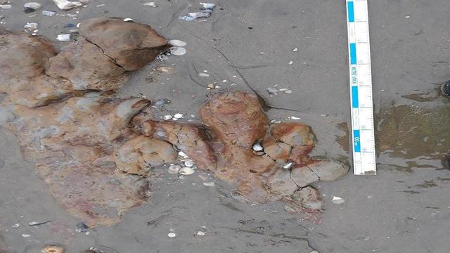 3-toed dinosaur footprints found on U.K. beach during flooding checks