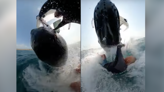 Video shows breaching whale body-slam a 55-year-old surfer and drag him 30 feet underwater