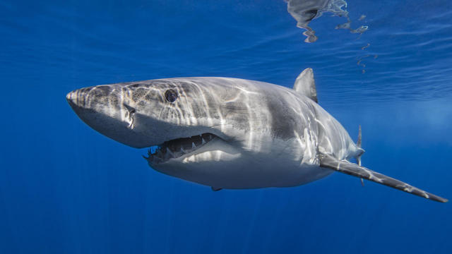 Surfer's body missing after reported attack by large shark off Australia