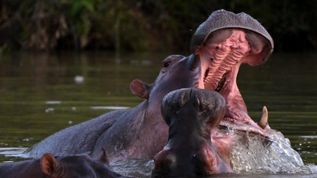 As Pablo Escobar's "cocaine hippos" keep multiplying, Colombia plans sterilization, deportation and euthanasia to control population