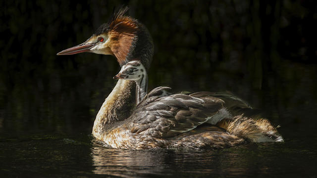 "Weird puking bird" wins New Zealand avian beauty contest after John Oliver campaigns for it worldwide