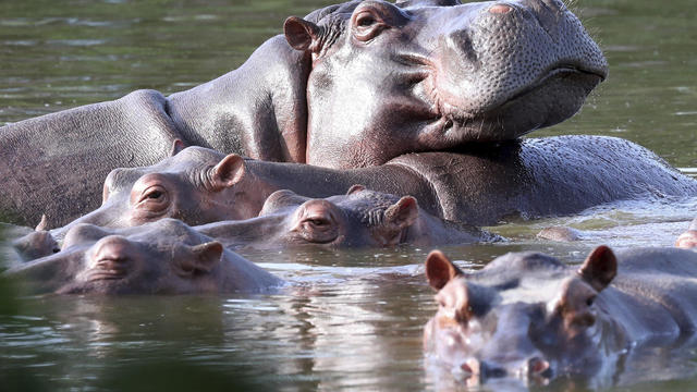 Hippos descended from pets of Pablo Escobar keep multiplying. Colombia has started to sterilize them.