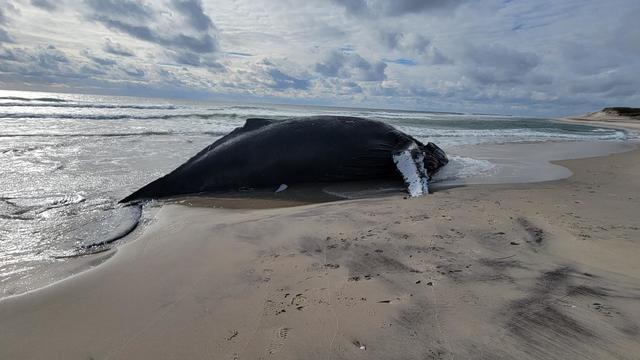 Endangered whale last seen 3 decades ago found alive, but discovery ends in "heartbreak"