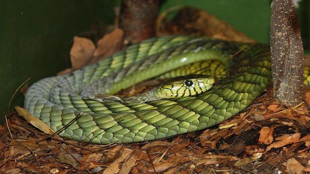 Police warn residents to stay indoors after "extremely venomous" green mamba snake escapes in the Netherlands