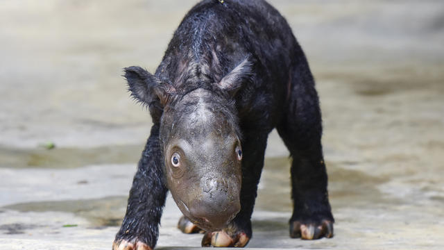 Critically endangered Sumatran rhino named Delilah gives birth to 55-pound male calf