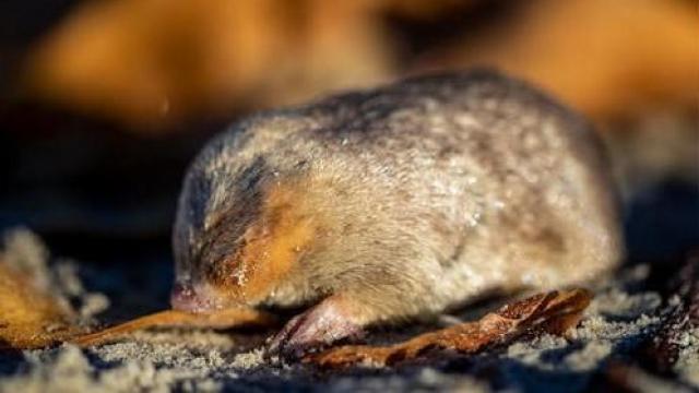 Blind golden mole that "swims" in sand detected in South Africa for first time in 87 years