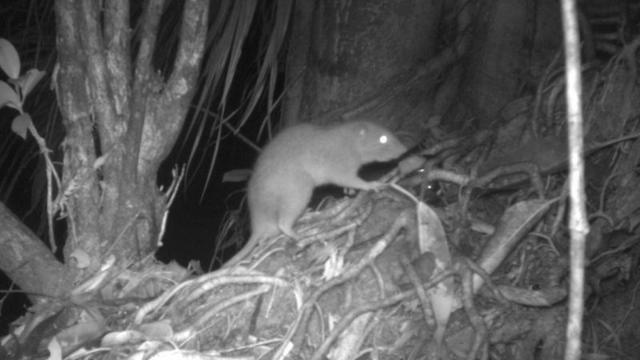 Rare giant rat that can grow to the size of a baby and chew through coconuts caught on camera for first time