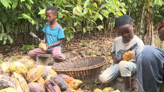 Candy company Mars uses cocoa harvested by kids as young as 5 in Ghana: CBS News investigation