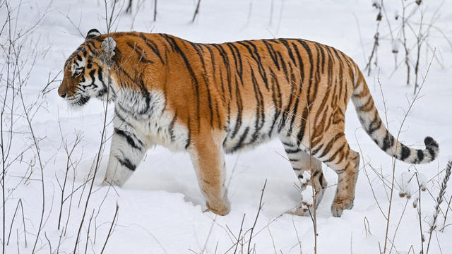 Siberian tiger attacks dog, then kills pet's owner who followed its tracks, Russian officials say