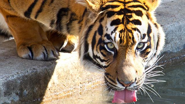 Man found dead after staff see big cat "holding a shoe in its mouth" at Pakistan zoo