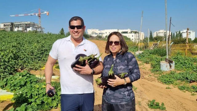 Volunteers flock to Israel to harvest fruit and vegetables as foreign farm workers flee during Israel-Hamas war