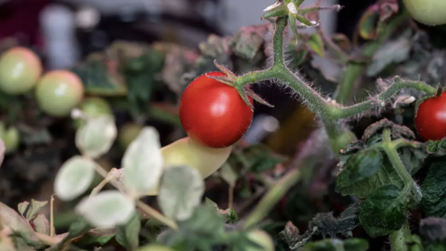 First tomato ever grown in space, lost 8 months ago, found by NASA astronauts