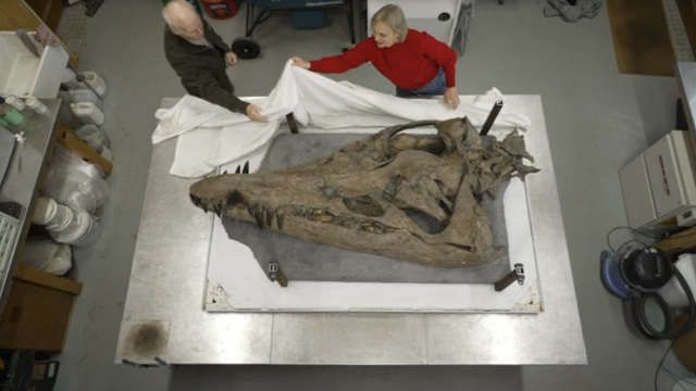 Dinosaur head found in U.K., and experts say it's one of the most complete pliosaur skulls ever unearthed