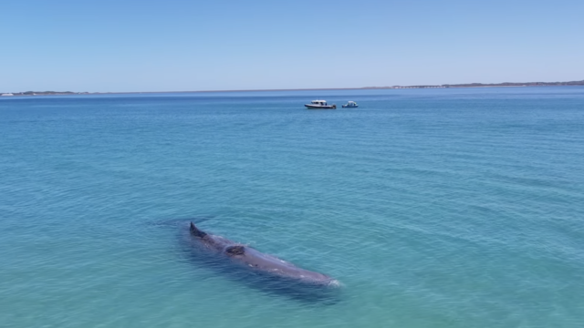 Endangered whale filmed swimming with beachgoers dies after stranding on sandbar