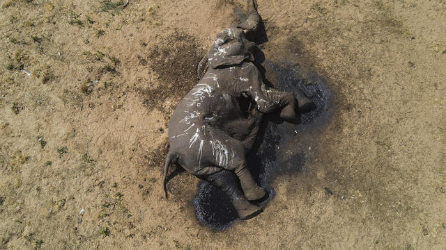 At least 100 elephant deaths in Zimbabwe national park blamed on drought, climate change